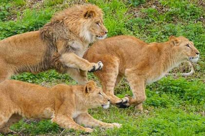 Родина левів з Донеччини, яких роз'єднала війна, нарешті зустрілись (зворушливі фото)