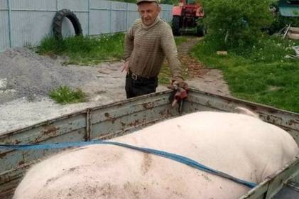 Мешканець Вінниччини подарував ЗСУ велетенського 400-кілограмового кабана: для чого